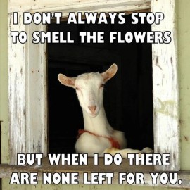 Goat  refrigerator magnet 3 1/2 x 3  1/2"