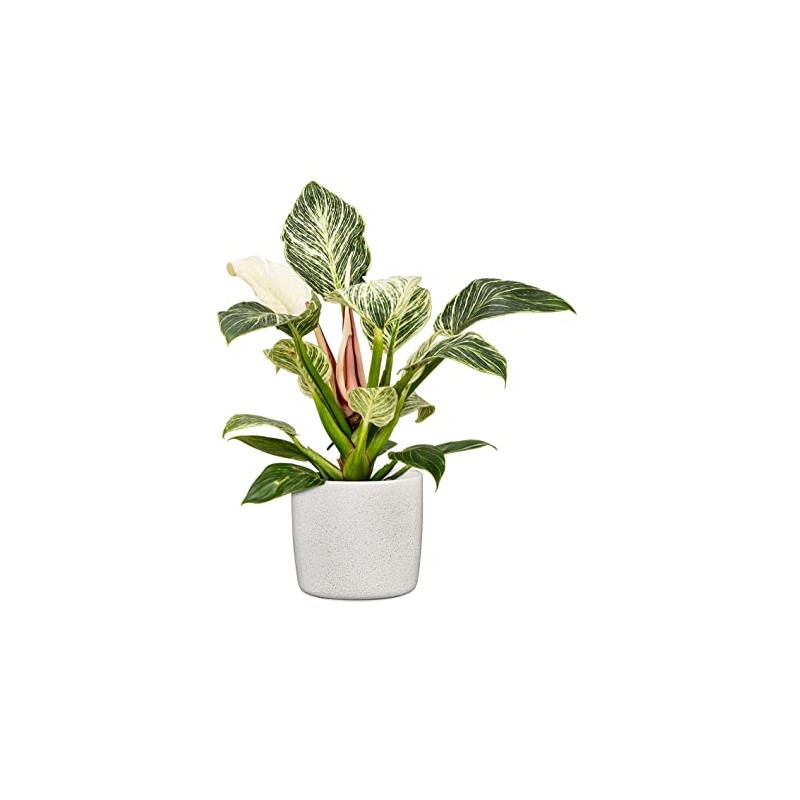 Scheurich Solido, Set of 2 Ceramic Flower Pots, Colour: Perla,