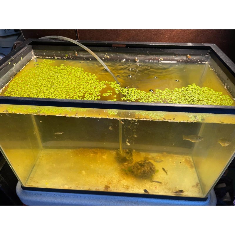 Duckweed (500+) Outdoor/Indoor Floating Aquarium Plant - Pond/Fish Tank