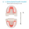 Tooth Model, Dental Care Model, Demonstration Tooth Model, Adult Simulation