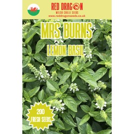 Mrs Burns’ Lemon Basil Seeds – Fragrant Citrus Basil for Salads, Teas and Summer Cooking