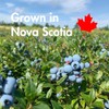 Taloa Wild Blueberry Powder 150 g - Made in Canada
