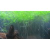 Guppy Grass Live Aquarium Plant - Najas guadalupensis - 3.25