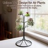 Air Plant Holder Iron Tree Stand Metal Air Plant Display