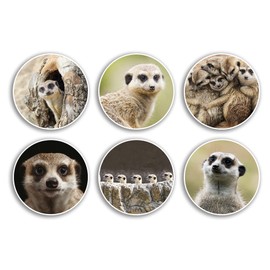 6 x 10cm Meerkat Vinyl Stickers - Animal Adorable Safari Zoo Kids Scrapbooking Gift #79013