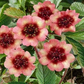 Outsidepride 250 Seeds Perennial Potentilla Melton Fire Nepal Cinquefoil Pink Flower Seeds for Planting