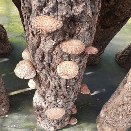 형지표고버섯 국산 참나무  원목 표고버섯 가루 300g 표고버섯 분말 Hyangji Dried Shiitake Mushroom Domestic Oak Wood Shiitake Mushroom Powder 300g Shiitake Mushroom Powder