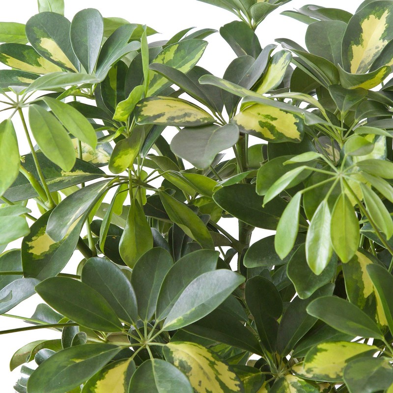 Umbrella Tree Gold Capella | 1 Extra Large Trade 3