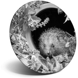 Destination Vinyl ltd Magnet for Refrigerator, Fridge BW - Cute Garden Hedgehog Animal for Office, Cabinet and Whiteboard, Magnetic Stickers, 36278