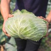 Cabbage Seeds - Late Flat Dutch - Packet - Vegetable
