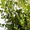 Japanese Boxwood (2.5 Gallon) Low-Maintenance Evergreen Hedge Shrub - Full
