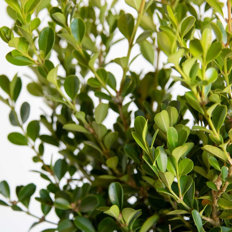 Japanese Boxwood (2.5 Gallon) Low-Maintenance Evergreen Hedge Shrub - Full