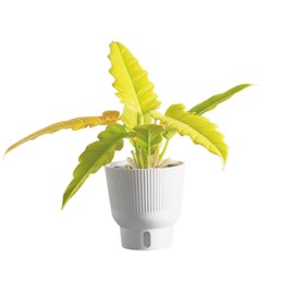 Costa Farms Philodendron Golden Crocodile, Rare Unique Live Indoor Plant in 6-Inch Self-Watering Houseplant Pot, Potting Soil, Trending Tropicals Collection, Room and Home Decor