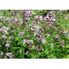 SAFLAX - Herbs - Greek Oregano - 600 Seeds -