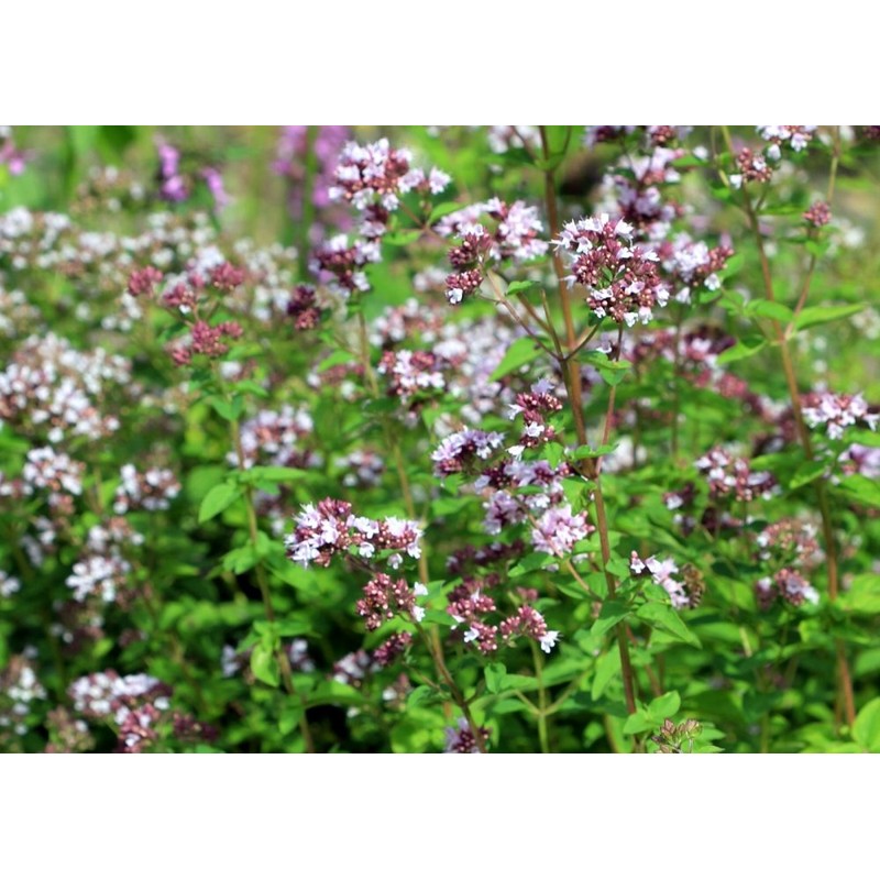 SAFLAX - Herbs - Greek Oregano - 600 Seeds -