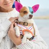 Pack of 6 Dog Hair Color Dye Temporary Non-Toxic Washable