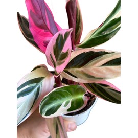 Stromanthe Triostar, Tricolor Prayer Plant, Easy to Grow and Attractive Indoor Plant 4in Pot - hopewind plants shop