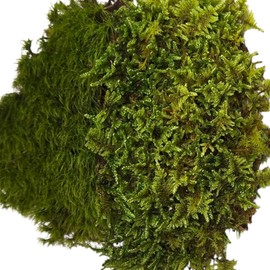 Live Terrarium Moss Duo Sampler for Reptiles, Natural Green Substrate, Vivarium Ground Cover for Frogs, Snakes, Geckos 8"x10" Bag Containing 2 Types of Fresh Moss