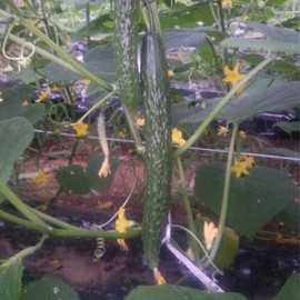 Cucumber Seeds - Dragon Suhyo Cross - Hybrid - 500 Mg Packet ~20 Seeds - Non-GMO, F1 Hybrid - Asian Garden Vegetable