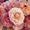(10) LaBelle Champagne Ranunculus Corms Bulbs Tubers Spring Garden Flowers