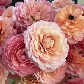 (10) LaBelle Champagne Ranunculus Corms Bulbs Tubers Spring Garden Flowers