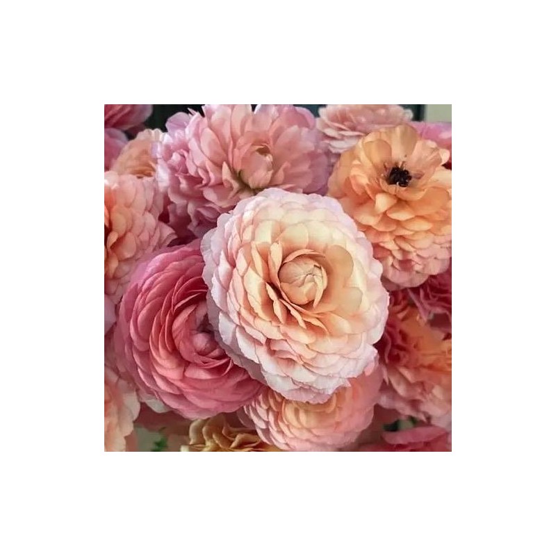 (10) LaBelle Champagne Ranunculus Corms Bulbs Tubers Spring Garden Flowers