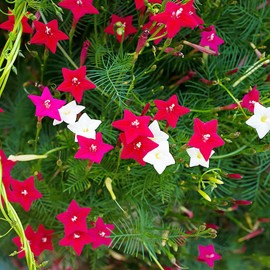Cypress Vine Seeds Fast Growing Annual Attracts Butterflies & Hummingbirds Arbors Trellises Outdoor 20Pcs Flower Seeds by YEGAOL Garden