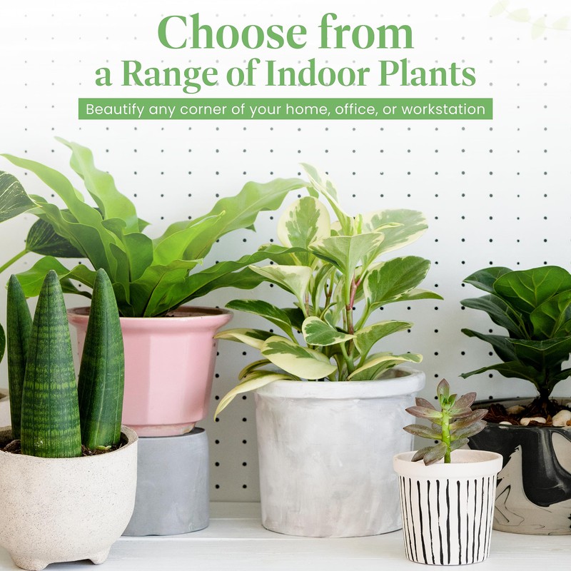 American Plant Exchange Golden Pothos – 6-Inch Pot – Live