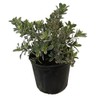 American Plant Exchange Live Silver Buttonwood Plant, Plant Pot for
