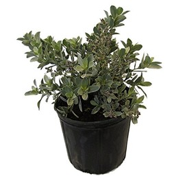 American Plant Exchange Live Silver Buttonwood Plant, Plant Pot for Home and Garden Decor, 10" Pot