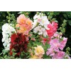 Seeds Hollyhock Major Mix Annual Beautiful Outdoor Garden Cut for