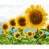 Mammoth Sunflower Seeds for Planting | 100+ Seeds | Grow