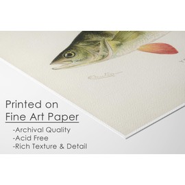 Fish Wall Art Prints (Set of 6) - Unframed - 11x14s | Vibrant and Captivating Oceanic Décor | Coastal-themed Wall Décor | Living Room Décor | Farmhouse Décor | Bathroom Wall Décor | Home Décor