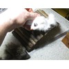 Wooden Bridge Hamster Mouse 22 x 10 cm