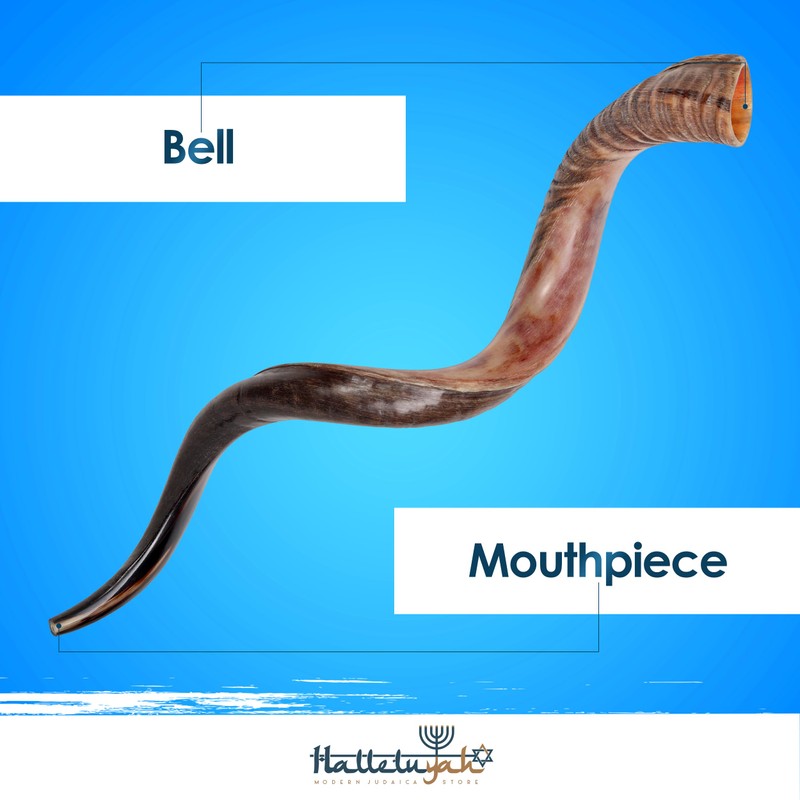 HalleluYAH Original Kosher Half-Polished Kudu Shofar From ISRAEL