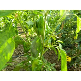 Padron Chilli Seeds - Padron Pepper Seeds