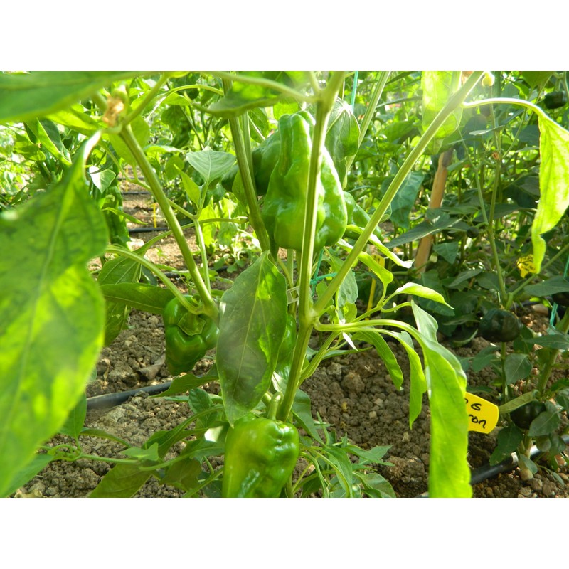 Padron Chilli Seeds - Padron Pepper Seeds