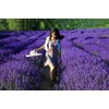 TooGet Fragrant Lavender Buds Natural Dried Lavender Flowers Wholesale, Ultra