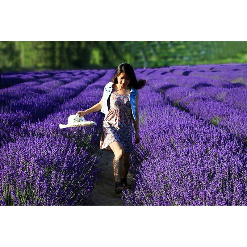 TooGet Fragrant Lavender Buds Natural Dried Lavender Flowers Wholesale, Ultra
