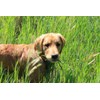 Seeds Herb Dog Grass to Eat for Sprouting Resistant Vitamin