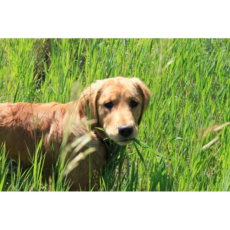 Seeds Herb Dog Grass to Eat for Sprouting Resistant Vitamin