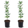 Nuttall Oak Tree, Adaptable, Deciduous, Shade Tree, Acorn Producing, 2-3