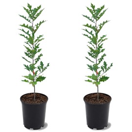 Nuttall Oak Tree, Adaptable, Deciduous, Shade Tree, Acorn Producing, 2-3 ft Tree Height, 1 gal. Nursery Pot (Due to Agricultural Laws, we Cannot Ship to CA, AZ, AK, or HI), 2 Trees