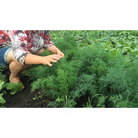 CEMEHA SEEDS - Seeds Dill Mammoth 40 Days Non GMO Vegetable for Planting 2000 Seeds