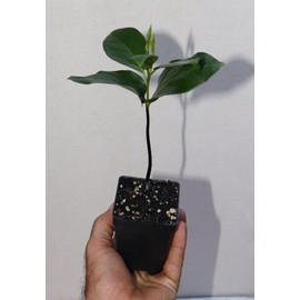 Manasota Permaculture 10" Tall Black Sapote Live Seedling Chocolate Pudding (Diospyros Nigra) Organic