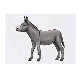 'Donkey' Temporary Tattoo - Water Resistant, Skin-Safe, Non-Toxic Transfer (TO00045344)