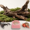 50 Pcs 0.5oz Spider Food and Water Feeding Cups Small