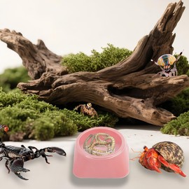 50 Pcs 0.5oz Spider Food and Water Feeding Cups Small Reptile Feeder Bowls with Base for Spider Snail Crab Insect