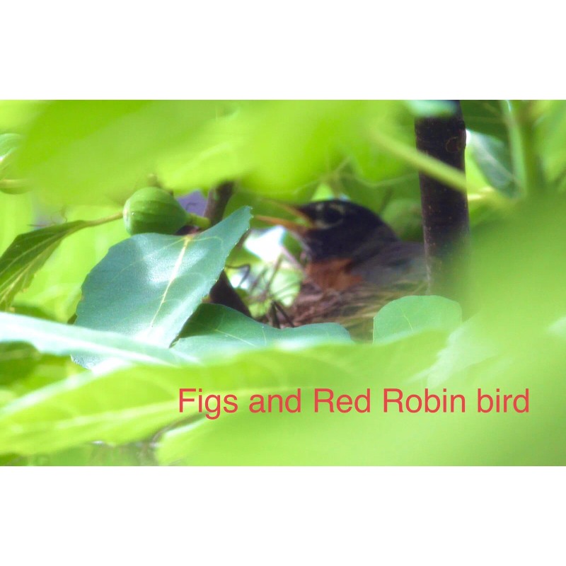 Hardy Chicago Organic Fig Tree 3 Cuttings ---Hardy Chicago