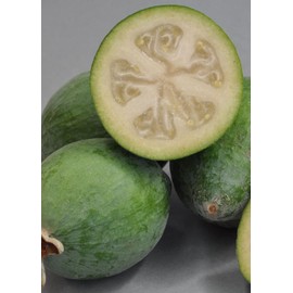 guava 4 Fresh Pineapple Guava Tree Cuttings for Planting . FREE GIFT!!!!!!